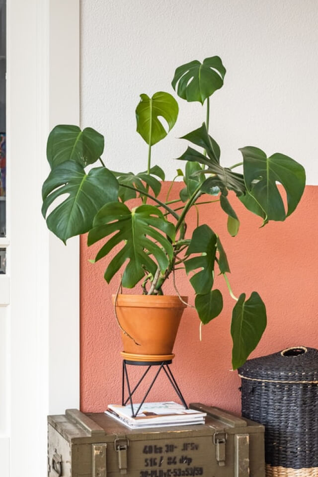 Monstera Deliciosa - Imagem 2